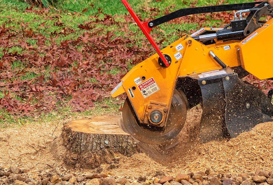 The Advantages of Stump Removal Services in Philadelphia