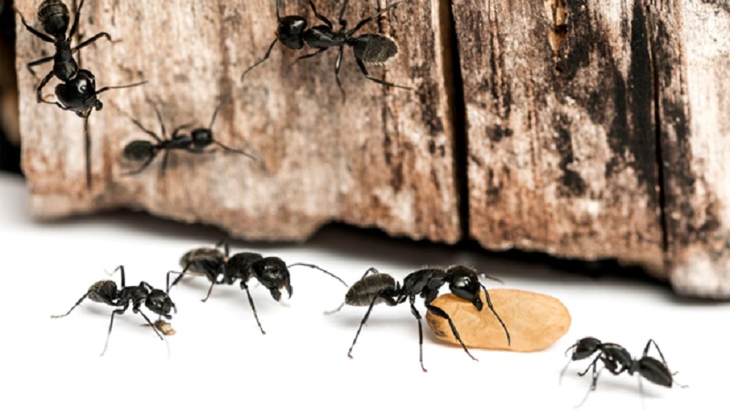 How to Prevent Ants from Invading Your Home