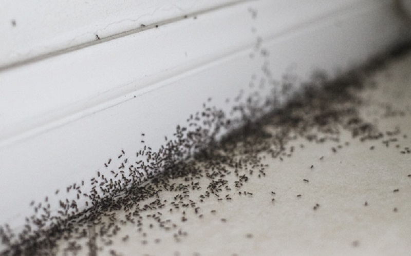 The Hidden Consequences of Ignoring an Ant Infestation