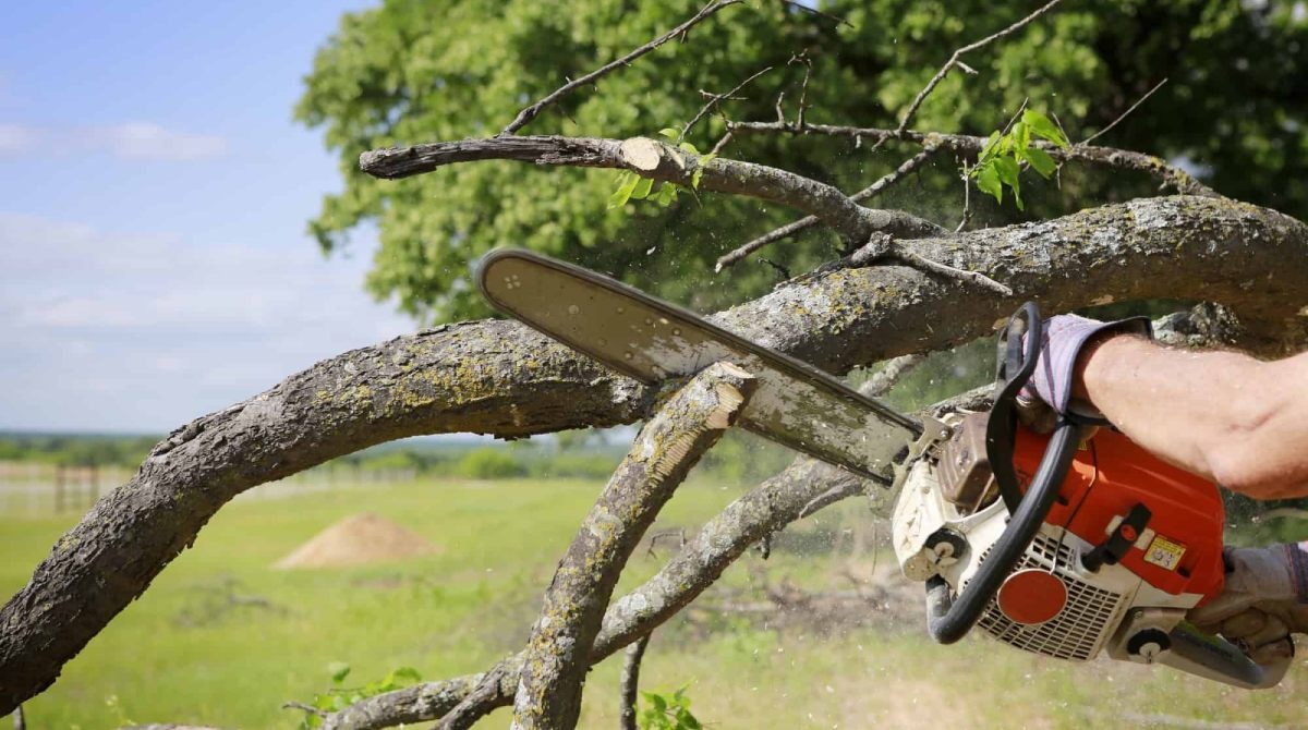 When and Why You Should Consider Tree Cutting Services