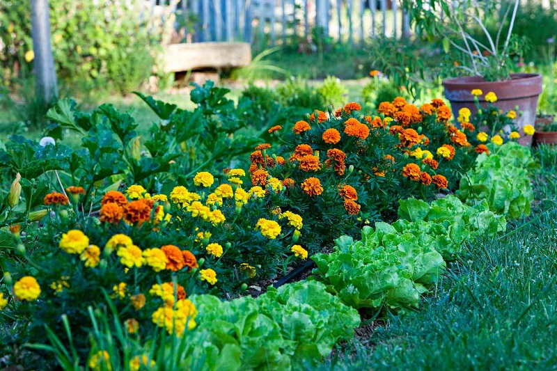 Edible Landscaping: Growing Your Food in Style