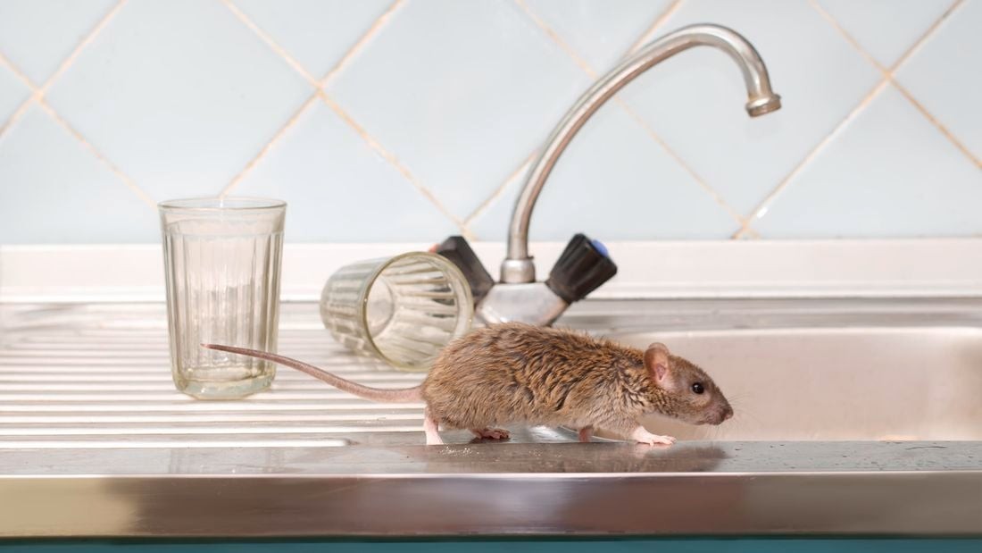 Smart Rat Control Products for Maintaining Safe and Efficient Commercial Properties